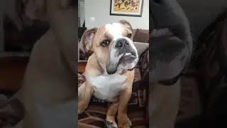 🐕 Dogs doing their day activities #trending #respect #animals
