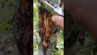 stem canker/vsd treatment