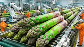 Inside the Asparagus Processing Plant: From Fresh Spears to Ready-to-Eat Packs (Full Factory Tour)