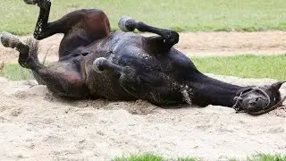 Animal falling complation. Animal bad day like man