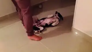 Собаки, которые не хотят ложиться спать