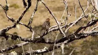 Thrush Island 139 40