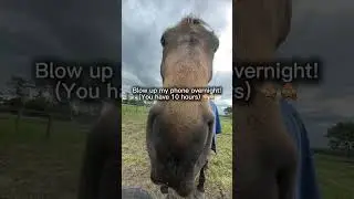 Make me famous! You got 10 hrs 💞 #horse #blowup #equestrian #famous #popular #like #subscribe