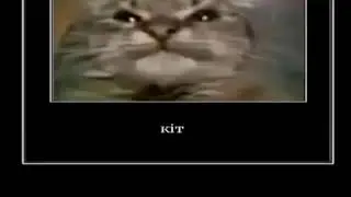 Kit-- the russian cat calls a boomer