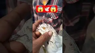 कलदुमा कबूतर😱🕊️😱 | इतनी सस्ती कबूतर मार्केट | lucknow kabutar market #shorts #viral #pigeon