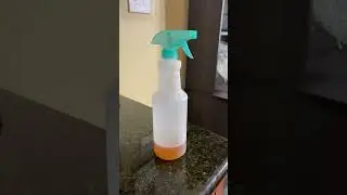 DIY Green Tea Treatment for Your Dog's Fur