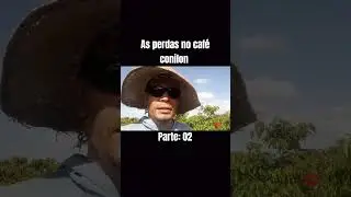 safra do caf&eacute; 2024 #cafeconiloneagro #cafe #shortvideo #agricultura #agro #youtube #cultura