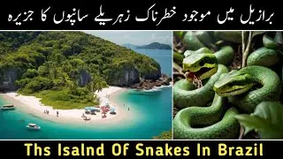 The Snake Island In Brazil || #snakeisland #viper #Snakes