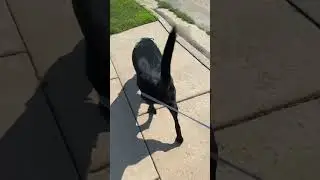 Cool dog walk before concert