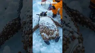Rescuing a Penguin Covered in Barnacles &ndash; Watch This Incredible Transformation!  #animalrescue
