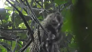 Coendu (Coendou prehensilis) - Brazilian porcupine