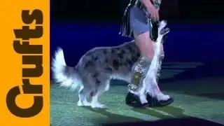 Heelwork to Music - Freestyle International - 1st Place - Crufts 2012