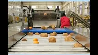 Potato Blueberry Onion Fruit Vegetable Table Sorter Roller Grader and Size Sorting Grading Machine