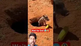 Bill Se Kya Nikal Aaya? 😱 | Don't Miss The End! 🔥 #Shorts #Viral #Animals