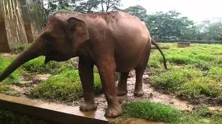Gajah Kebun Binatang Ragunan
