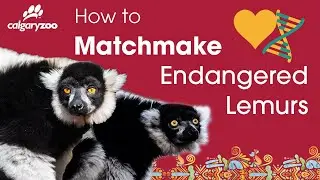 How to Matchmake Endangered Lemurs 💞 | World Lemur Day 2021