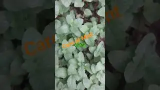 care of pudina🌿A medicinal plant  🪴 easy to grow 🍀porus soil👍follow 💐