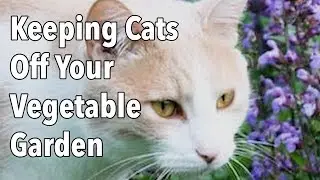 Keeping Cats Off Your Vegetable Garden