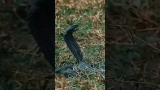 #snake#wild#cobra#animals#viral#shorts#anaconda#viral#shorts#shortvideos#viralvideos#wildlife