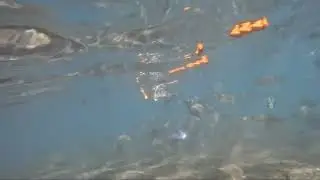 Here Fishy Fishy Fishy