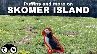 THOUSANDS of PUFFINS!! (SKOMER ISLAND) | (Tips for visiting Skomer in 2024)