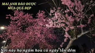 Mai Anh Đào Đà Lạt năm nay được mùa quá đẹp, hoa nở có chờ người.