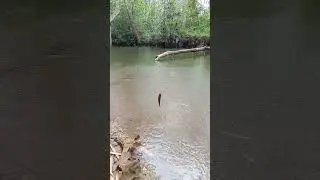 mancinglagi#mancingikanwader#wadercakul#hujanmancing#shortsvideo#tanago