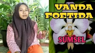 Anggrek Vanda Foetida