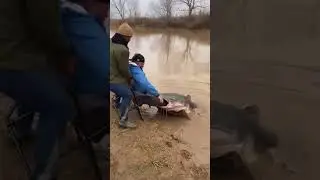Massive Catfish Pulls Fisherman Backward