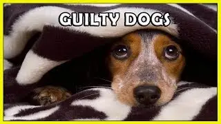 Funny Guilty Dogs Compilation HD FunnyCat
