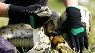 Wildlife officials announcing Florida Python Challenge details