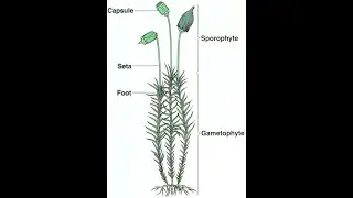 LIFE CYCLE OF MOSS(BRYOPHYTES)