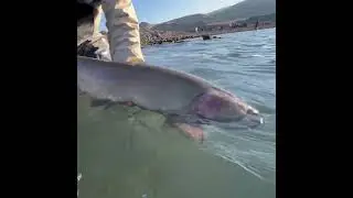 What a 10 POUND Trout Release Looks Like