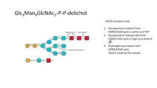 ER Quality Control : GLycoproteins and UGGT knockout studies #code: 65