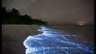 Maldives Glowing Beach The Sea of Stars - Beautiful Ocean Glow by Bioluminescence