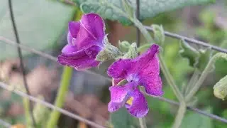 Cut Flower Harvest June 2023! | Wild Pines Farm