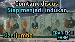 Comtank discus size jumbo yang siap menjadi indukan