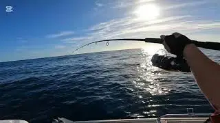 Got Sharked on the Floater Huge Snapper!!