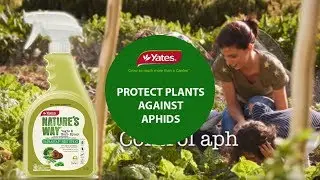 How to organically control sap-sucking pest Aphid with Kim Syrus