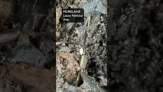 Murelane, Lasius Fabricius, Ants - Eesti elurikkus