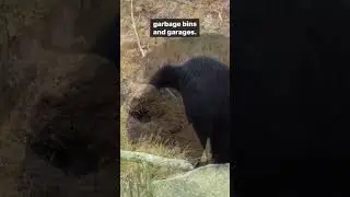 Are black bears aggressive? #animals