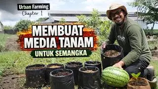 Membuat Media Tanam Semangka Dalam Polybag, Urban Farming Cp.1