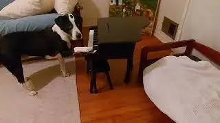 Genius Dog's Existential Angst
