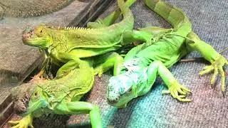 Ultimate Reptile Show!! Nov 18,2020