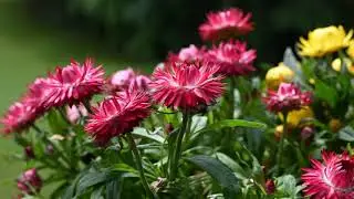 Zeitraffer Blume
