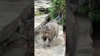 &hearts;️ Предложение руки и сердца. Barsik and Rita. Marriage proposal. #cats #barsik #catvideos