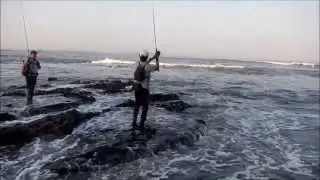 Conv&iacute;vio Pesca com Amostras - Captura do dia - Robalo de 5Kg - Figueira da Foz 7 Julho 2013