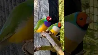 Gouldian Finch Males #bird #birds