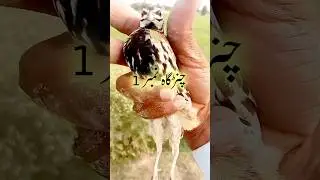 Rain Quail new Hunting 2025,Chinrga batair ki awaz,Rain quail sound,Bater ki awaaz,batair ki awaz
