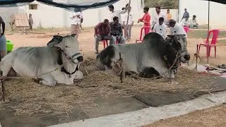 ఉత్తనూర్ గ్రామంలో సీనియర్స్ విభాగం వచ్చిన జతMCOR BULLS మార్తాల చంద్రఓబుల్ రెడ్డి గారి గిత్తలు